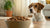 How Much Dry Food Should I Give My Dog? A Comprehensive Guide for Pet Owners