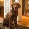 How Much Dry Food Should My Dog Eat: A Comprehensive Guide for Pet Owners