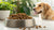 How Much Dry Food to Feed a 50 lb Dog: A Comprehensive Guide for Pet Owners