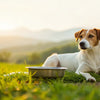 How Much Eggshell Powder for Dogs Per Day by Weight: A Comprehensive Guide for Pet Owners