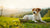 How Much Eggshell Powder for Dogs Per Day by Weight: A Comprehensive Guide for Pet Owners