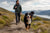 How Much Exercise Do Bernese Mountain Dogs Need?