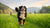 How Much Exercise Do Bernese Mountain Dogs Need for a Happy, Healthy Life?