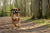 How Much Exercise Do Boxer Dogs Need?