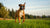 How Much Exercise Do Boxer Dogs Need? Understanding Their Energetic Nature