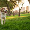 How Much Exercise Do Dogs Need a Day? A Comprehensive Guide for Pet Owners