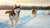 How Much Exercise Do Husky Dogs Need to Stay Happy and Healthy?