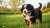 How Much Exercise Does a Bernese Mountain Dog Puppy Need?