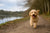 How Much Exercise Does a Cockapoo Dog Need