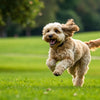 How Much Exercise Does a Cockapoo Dog Need for a Happy, Healthy Life?