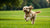 How Much Exercise Does a Cockapoo Dog Need for a Happy, Healthy Life?