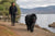 How Much Exercise Does a Newfoundland Dog Need?