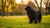 How Much Exercise Does a Newfoundland Dog Need? A Comprehensive Guide for Pet Owners