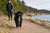 How Much Exercise Does a Portuguese Water Dog Need?