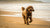 How Much Exercise Does a Portuguese Water Dog Need? Understanding Their Activity Requirements