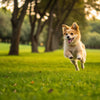 How Much Exercise Does a Small Dog Need? A Comprehensive Guide