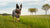 How Much Exercise Does an Australian Cattle Dog Need for Optimal Health and Happiness?