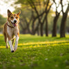 How Much Exercise is Too Much for a Dog? Understanding Your Furry Friend's Needs