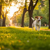 How Much Exercise Should a Dog Get Per Day?
