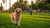 How Much Exercise Should My Dog Get a Day? A Comprehensive Guide for Pet Owners