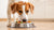 How Much Food Are Dogs Supposed to Eat? An In-Depth Guide to Proper Dog Nutrition