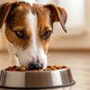How Much Food Do Dogs Eat a Day? A Complete Guide for Dog Owners