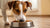 How Much Food Do Dogs Eat a Day? A Complete Guide for Dog Owners