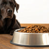 How Much Food Do You Feed a 40 lb Dog? A Comprehensive Guide for Pet Owners