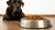 How Much Food Do You Feed a 40 lb Dog? A Comprehensive Guide for Pet Owners-140858097903