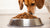 How Much Food Do You Feed a 50 Pound Dog? A Comprehensive Guide-140858327279