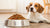 How Much Food Do You Feed a Dog? Your Comprehensive Guide-140548866287