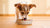 How Much Food Do You Feed a Small Dog? Understanding Your Pup's Nutritional Needs-140551913711