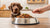 How Much Food Do You Feed Your Dog? A Comprehensive Guide to Healthy Feeding