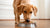 How Much Food Does a 100 lb Dog Need? A Comprehensive Guide for Dog Owners-140855738607