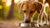 How Much Food Does a 100 Pound Dog Need? Essential Feeding Guidelines for Your Canine Companion-140546015471