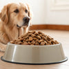 How Much Food Does a 10 lb Dog Need?