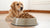How Much Food Does a 10 lb Dog Need? A Comprehensive Guide for Pet Parents