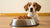 How Much Food Does a 10 Pound Dog Need? A Complete Guide for Pet Owners-140858818799