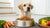 How Much Food Does a 12 Pound Dog Need?