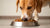 How Much Food Does a 15 lb Dog Need? A Comprehensive Guide to Feeding Your Canine Companion-140550930671