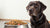 How Much Food Does a 15 Pound Dog Need? A Comprehensive Guide for Pet Owners-140858130671