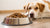 How Much Food Does a 20 lb Dog Eat? Understanding Your Dog's Dietary Needs-140300091631