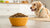 How Much Food Does a 20 lb Dog Need? A Comprehensive Feeding Guide-140658409711