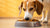 How Much Food Does a 25 lb Dog Need? A Comprehensive Guide for Pet Owners-140856328431