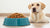 How Much Food Does a 30 lb Dog Need? A Comprehensive Feeding Guide