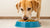 How Much Food Does a 35 lb Dog Need? A Comprehensive Guide for Pet Owners-140546081007