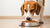 How Much Food Does a 40 Pound Dog Eat? Tips for Perfect Portion Control-140299632879