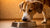 How Much Food Does a 45 Pound Dog Need? A Comprehensive Guide for Pet Owners-140856557807