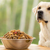 How Much Food Does a 50 lb Dog Eat? A Comprehensive Feeding Guide
