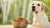 How Much Food Does a 50 lb Dog Eat? A Comprehensive Feeding Guide